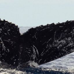 Fluke of HW-MN0521201