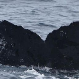 Fluke of HW-MN0521241