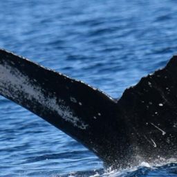 Fluke of HW-MN0521249