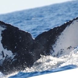 Fluke of HW-MN0521256