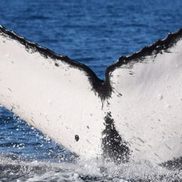 Fluke of CRC-21098