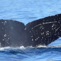 Fluke of CRC-20509