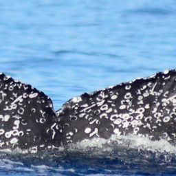 Fluke of CRC-23113