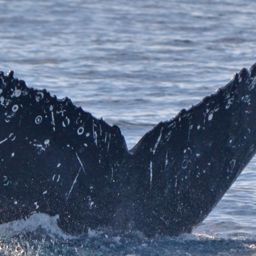 Fluke of HW-MN0521266