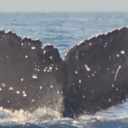 Fluke of HW-MN0521327