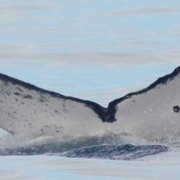 Fluke of HW-MN0521332