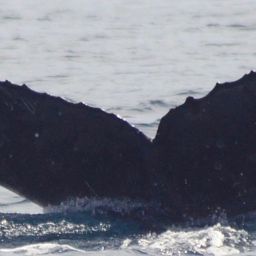 Fluke of HW-MN0521334