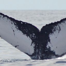 Fluke of CRC-20139