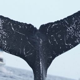 Fluke of CRC-21976
