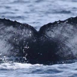 Fluke of CRC-21298