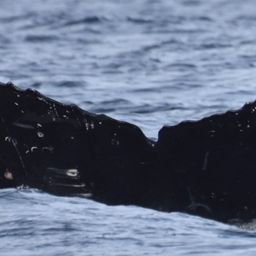 Fluke of CRC-20511