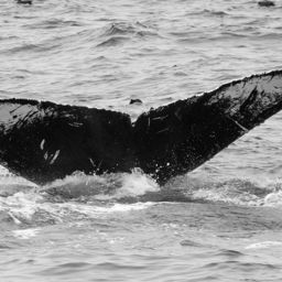 Fluke of CRC-11820