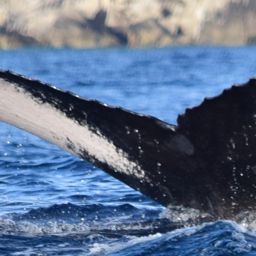 Fluke of CRC-22893