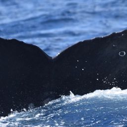 Fluke of HW-MN0521385