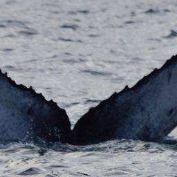 Fluke of CRC-20349