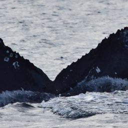 Fluke of CRC-22419