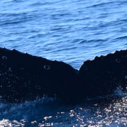 Fluke of CRC-18800