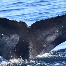 Fluke of CRC-23210