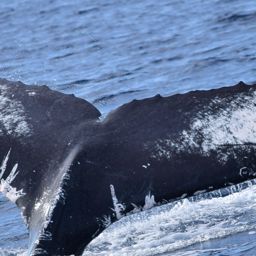 Fluke of CRC-20135