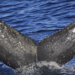 Fluke of HW-MN0521425