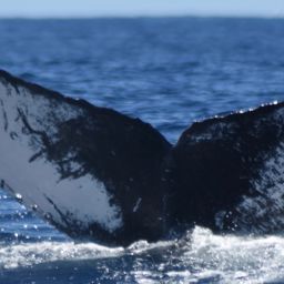 Fluke of CRC-19092