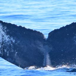 Fluke of CRC-20513