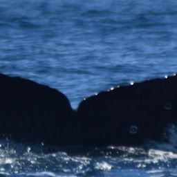 Fluke of HW-MN0521461
