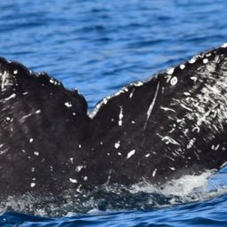 Fluke of CRC-22420