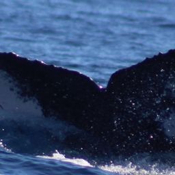 Fluke of HW-MN0521465
