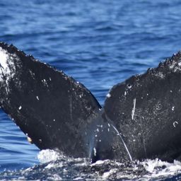 Fluke of HW-MN0522394