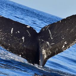Fluke of CRC-20858