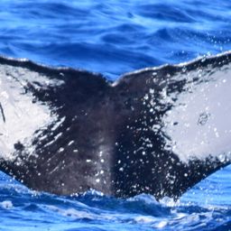 Fluke of HW-MN0521477
