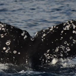 Fluke of HW-MN0521479
