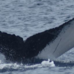 Fluke of HW-MN0521483