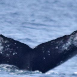 Fluke of CRC-20515