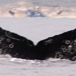Fluke of CRC-30044