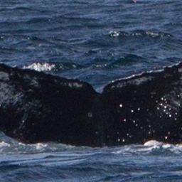 Fluke of HW-MN0521517
