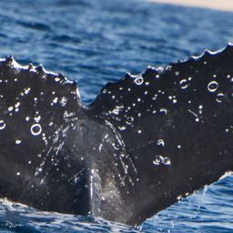 Fluke of HW-MN0521528