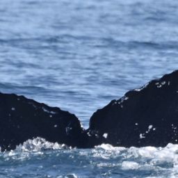 Fluke of HW-MN0521533