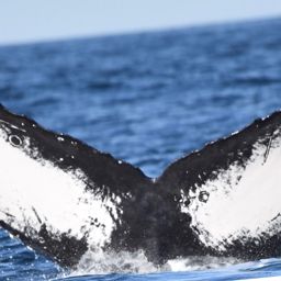 Fluke of HW-MN0521536