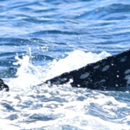 Fluke of CRC-20517