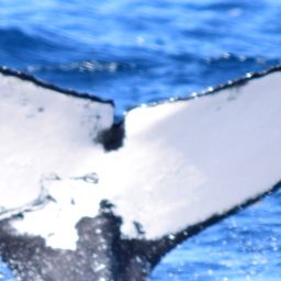 Fluke of HW-MN0521557