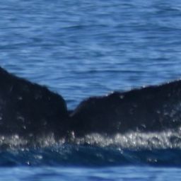Fluke of HW-MN0521577
