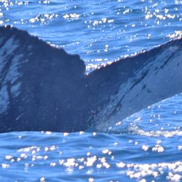 Fluke of HW-MN0521586