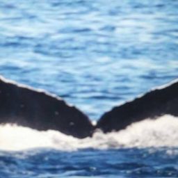 Fluke of CRC-10219