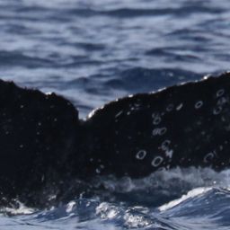 Fluke of cola
