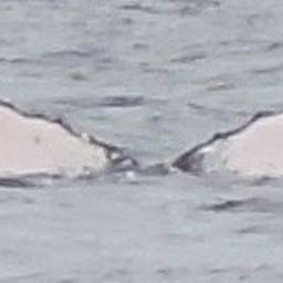 Fluke of EUA-012