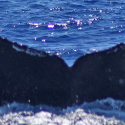 Fluke of HW-MN0521604
