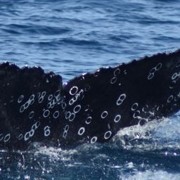 Fluke of HW-MN0521612