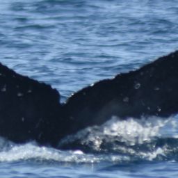 Fluke of HW-MN0521613